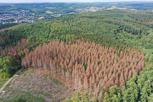 Der Wald der Zukunft: Die Mischung macht es 
