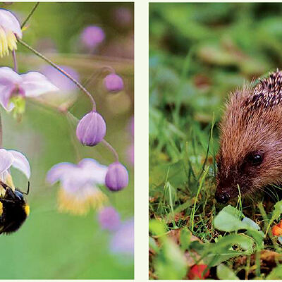 Heimische_Insekten_und_Tierwelt